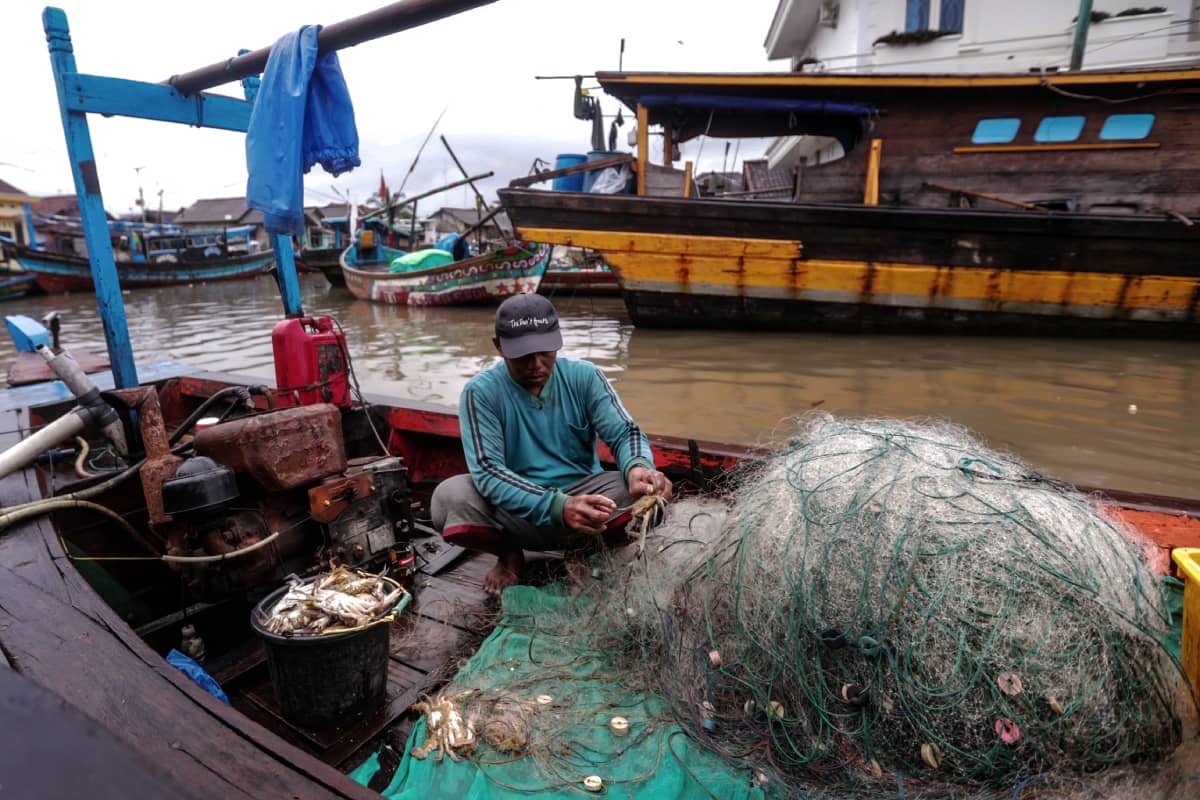 Seorang nelayan sedang melepas rajungan dari jaring.